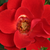 Rdeča - Mini - pritlikave vrtnice - Tara Allison